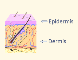 Outer Skin Layer Illustrated