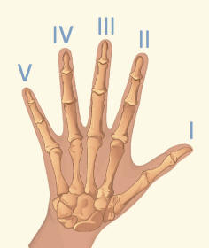Fingers Identified By Roman Numerals