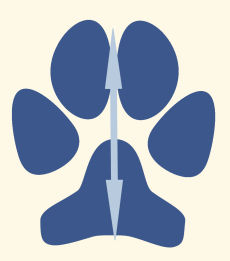 Foot Axis of Domestic Dog Foot Illustration