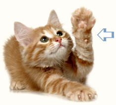 Front Pastern Illustration on Kitten 