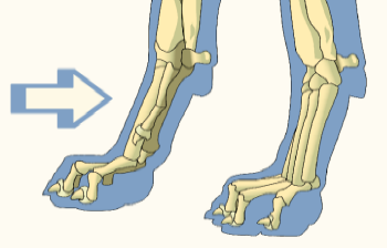 Front Pastern Illustration by Revealing Paws
