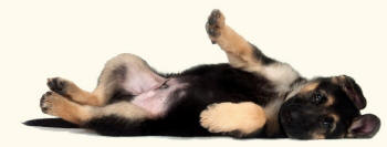 German Shepherd Dog Alsatian puppy revealing paw