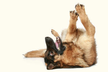 German Shepherd Dog Front Feet Revealing Paws