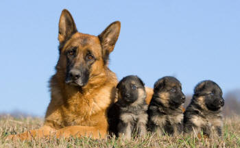 German Shepherd Dog with Puppies