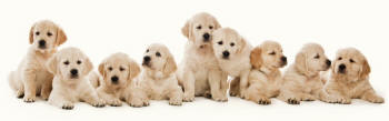 Golden Retriever Puppies