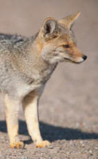 Gray Fox Grey Fox Urocyon cinereoargenteus