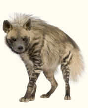 Hyena hyaenidae family