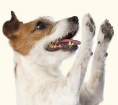Jack Russell with Paws