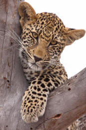 Jaguar panthera onca