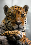 Jaguar panthera onca
