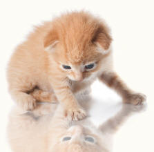 Kitten Looking At Reflection