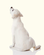 Labrador Retriever Dog Dorsal Aspect