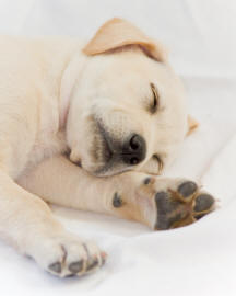 Labrador Retriever Front Feet Revealing Paws