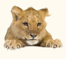Lion Cub panthera leo