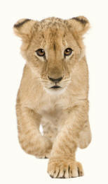 Lion panthera leo