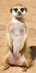 Meerkat suricata suricatta of mongoose herpestidae family