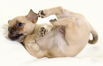 Pug Chihuahua Cross Revealing Hind Feet and Paws