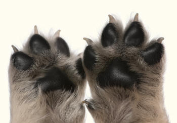 Puppy Paws Toes Spread