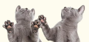 Russian Blue Kittens