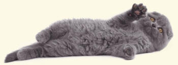 Scottish Fold Lying