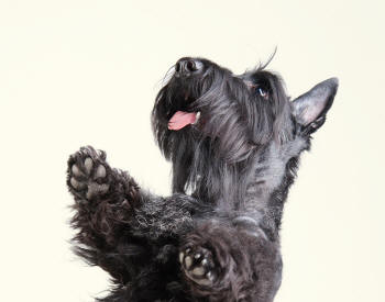 Scottish Terrier Fore Paws Revealing Paws