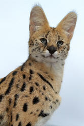 Serval Leptalilurus serval