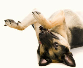Shepherd Dog Reaching With Forearms Revealing Paws
