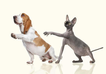 Sphynx cat and Basset Hound Forefeet