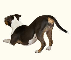 Staffordshire Terrier Revealing Hind Limbs