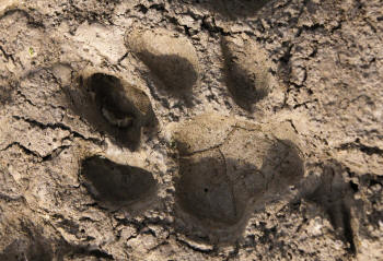 Tiger Footmark in Mud