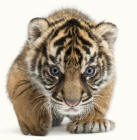 Tiger cub panthera tigris