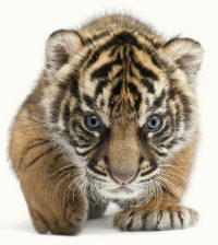 Tiger cub panthera tigris