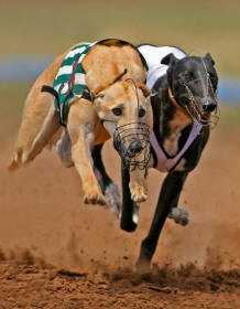 Two Greyhounds Racing Suspension Gallop
