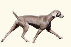 Weimaraner Dog Striding