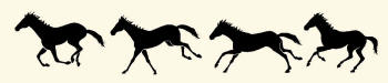 Horse Galloping Illustration Revealing Paws