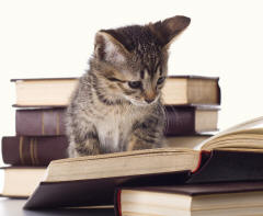 Kitten Reading