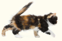 Persian Tortoiseshell