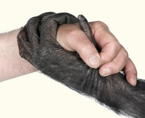 Human and Chimpanzee Bonobo Cross Prehensile Hands