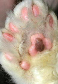 Polydactyl Cat Paw