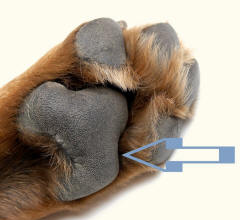 Rottweiler Paw Heel Pad