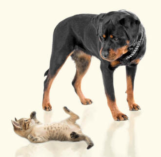 Rottweiler and Kitten Revealing Paws