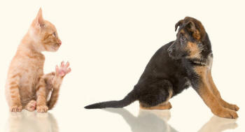 Tomcat and German Shepherd Puppy Revealing Paws