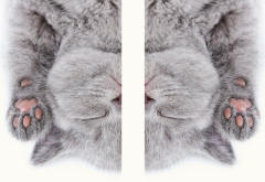 British Shorthair Kitten Illustrating Symmetry