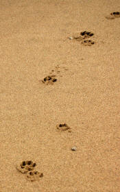 Dog Tracks in Sand