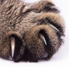 Cat Claw Close-up