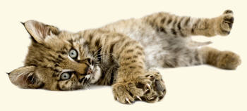 Bobcat Lynx rufus lying