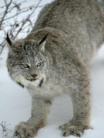 Canadian Lynx lynx canadensis