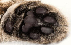 Close-up of a Cat's Paw Showing Lobes and Lobules