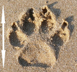 Dog Footprint in Sand Illustrating Length