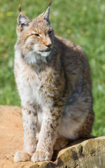 Iberian Lynx lynx pardinus